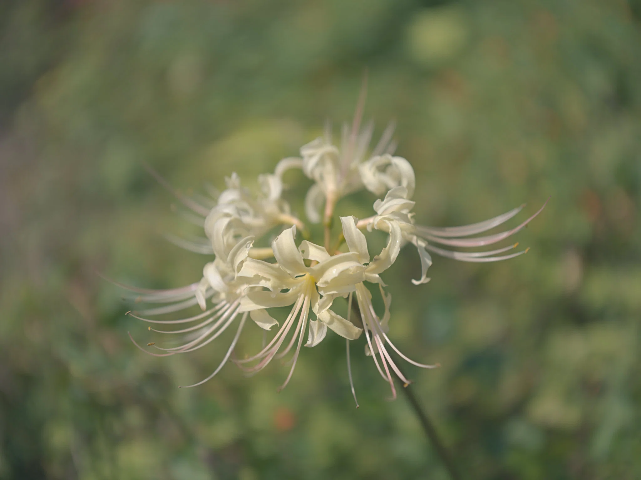 [Short Note] Trying out a Rinko Kawauchi-style preset in 