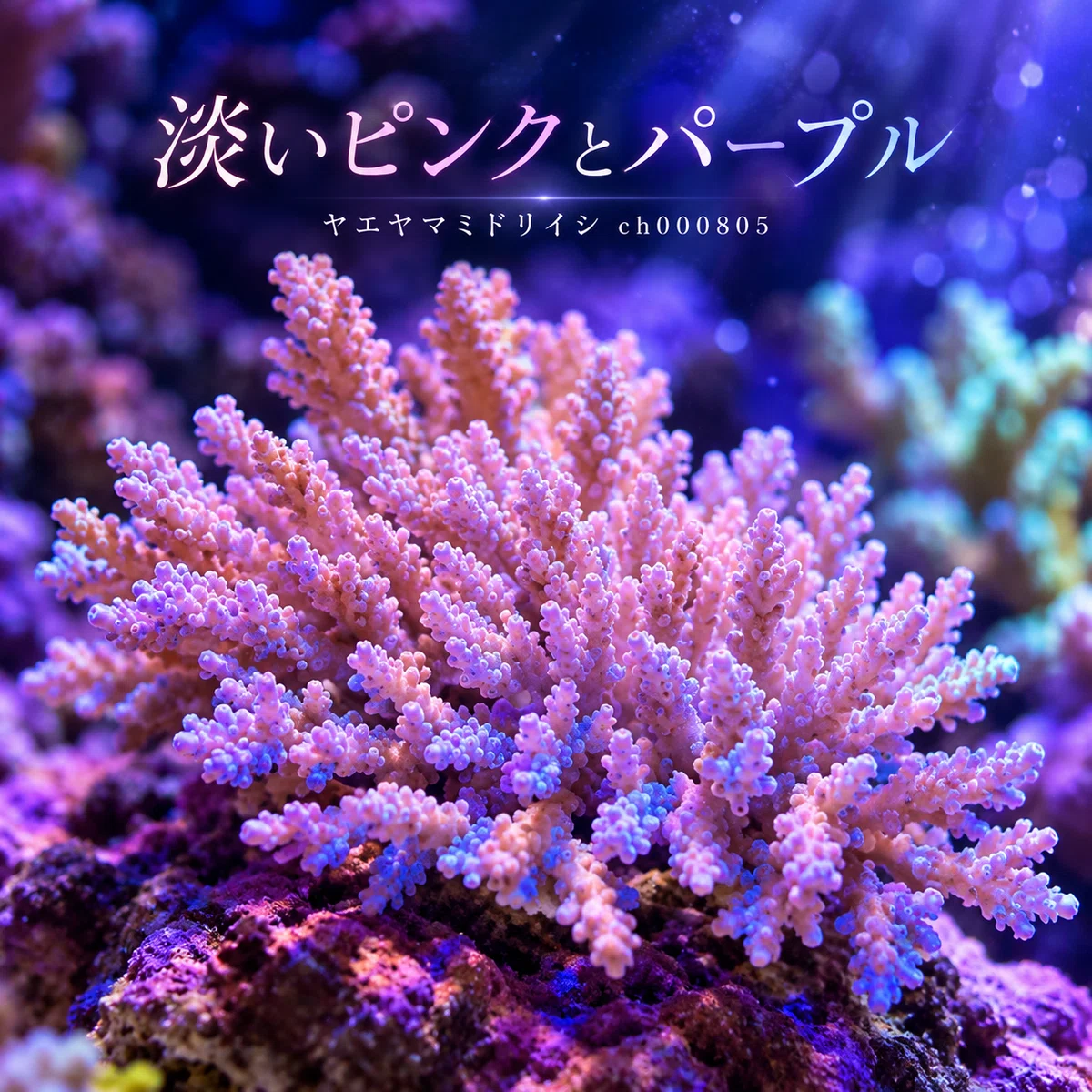 [SPS Coral] Acropora formosa Pink Type ch000805 | The charm of ...