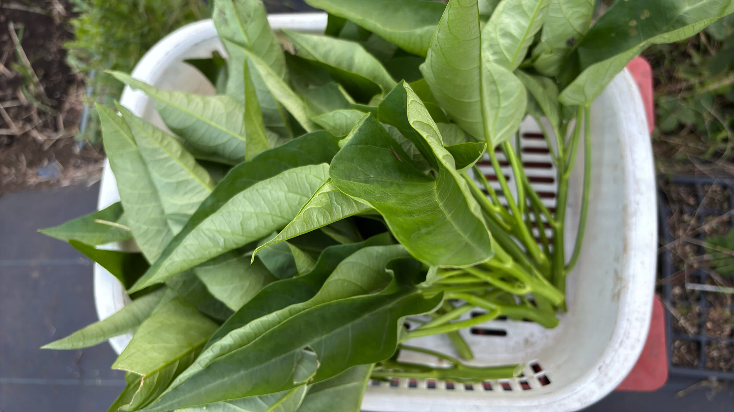 Stir-fried Water Spinach and Bean Sprouts for Times When Vegetables Are ...