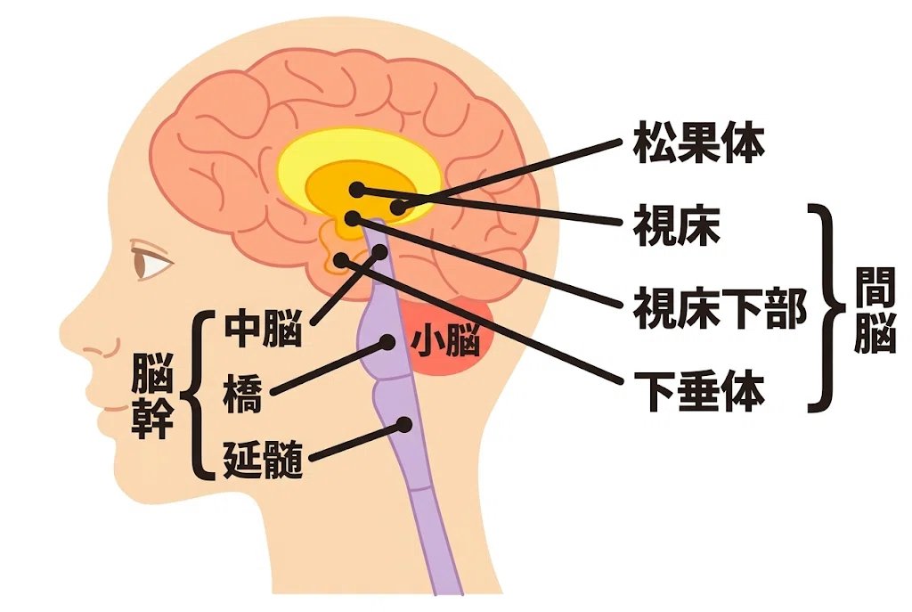 心理学概論 第5項「生理心理学」LEARNING LOG 放送大学｜B.J 離島の