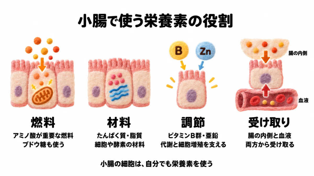 (2) The small intestine that connects what you eat to your body ...