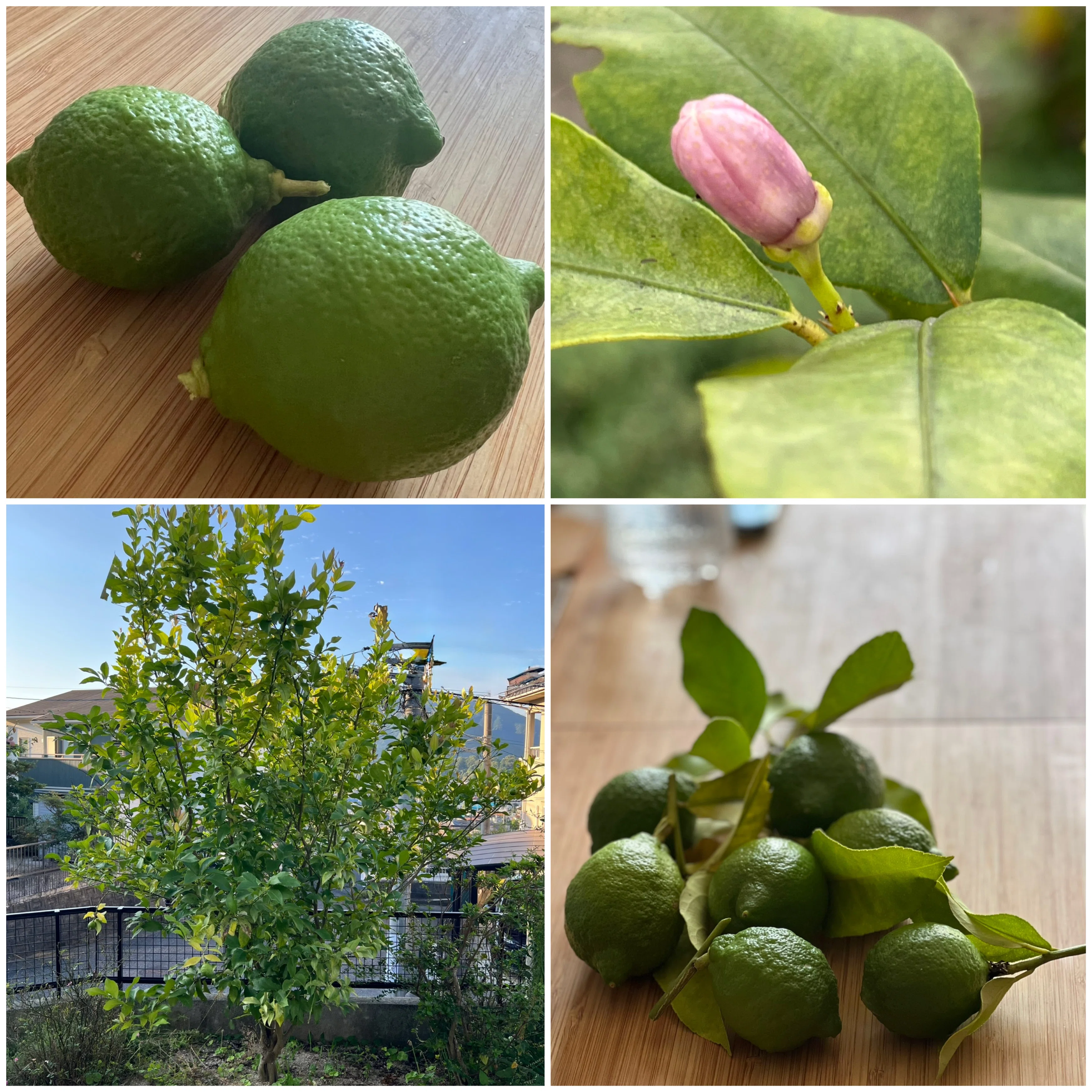 Cosmos and Lemons｜machakyon