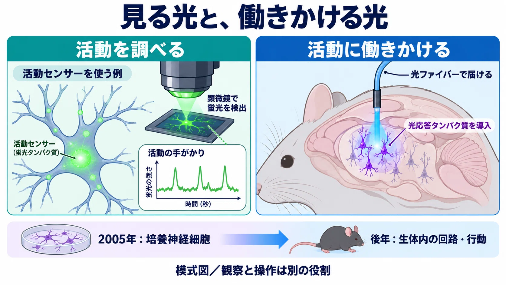 What is so amazing about the 2026 Nobel Prize-winning 'Optogenetics ...