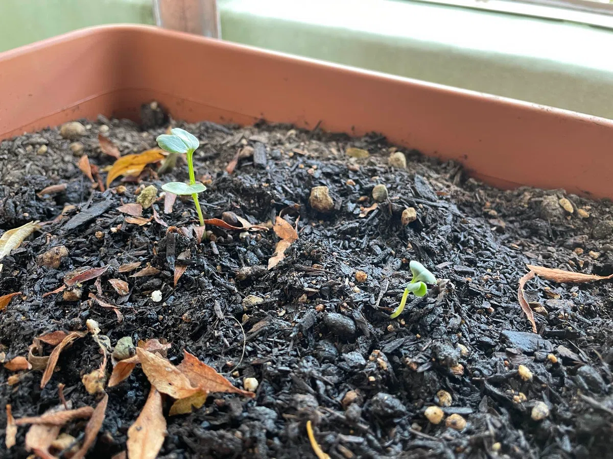 Home Gardening | Autumn/Winter Vegetable Sowing & Planting Record 2026🥕 ...