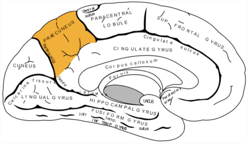 [ISTJ's Zone Entry Method] ~16 Types Viewed from the Neocortex~｜Brain ...