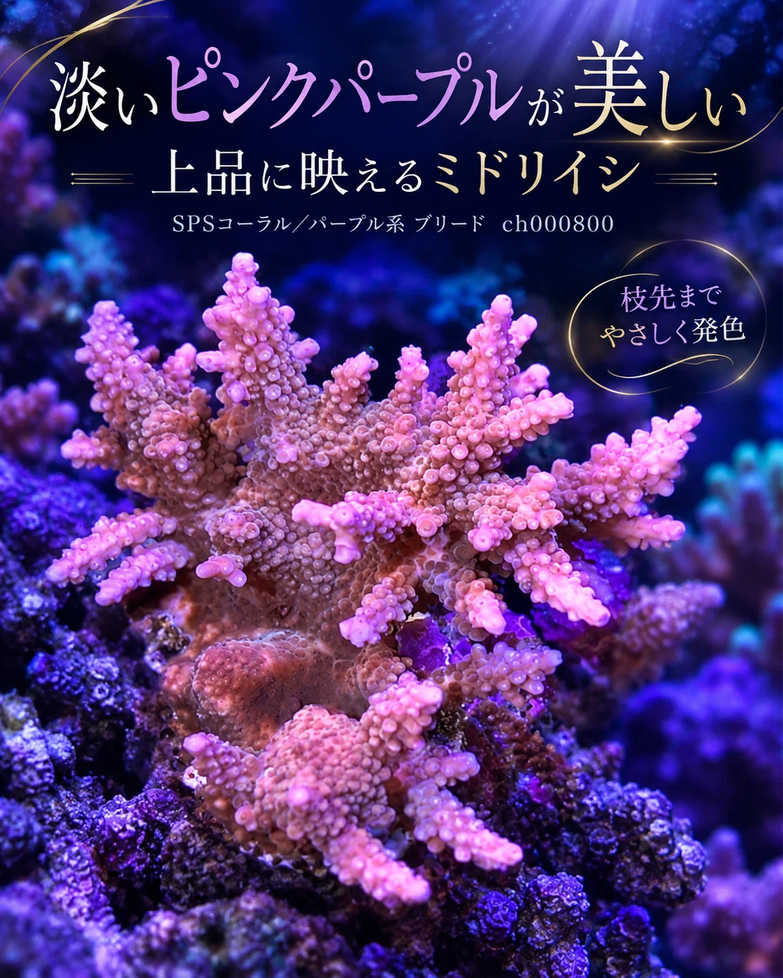 [SPS Coral] Acropora Purple Breed ch000800 | Branching coral with ...