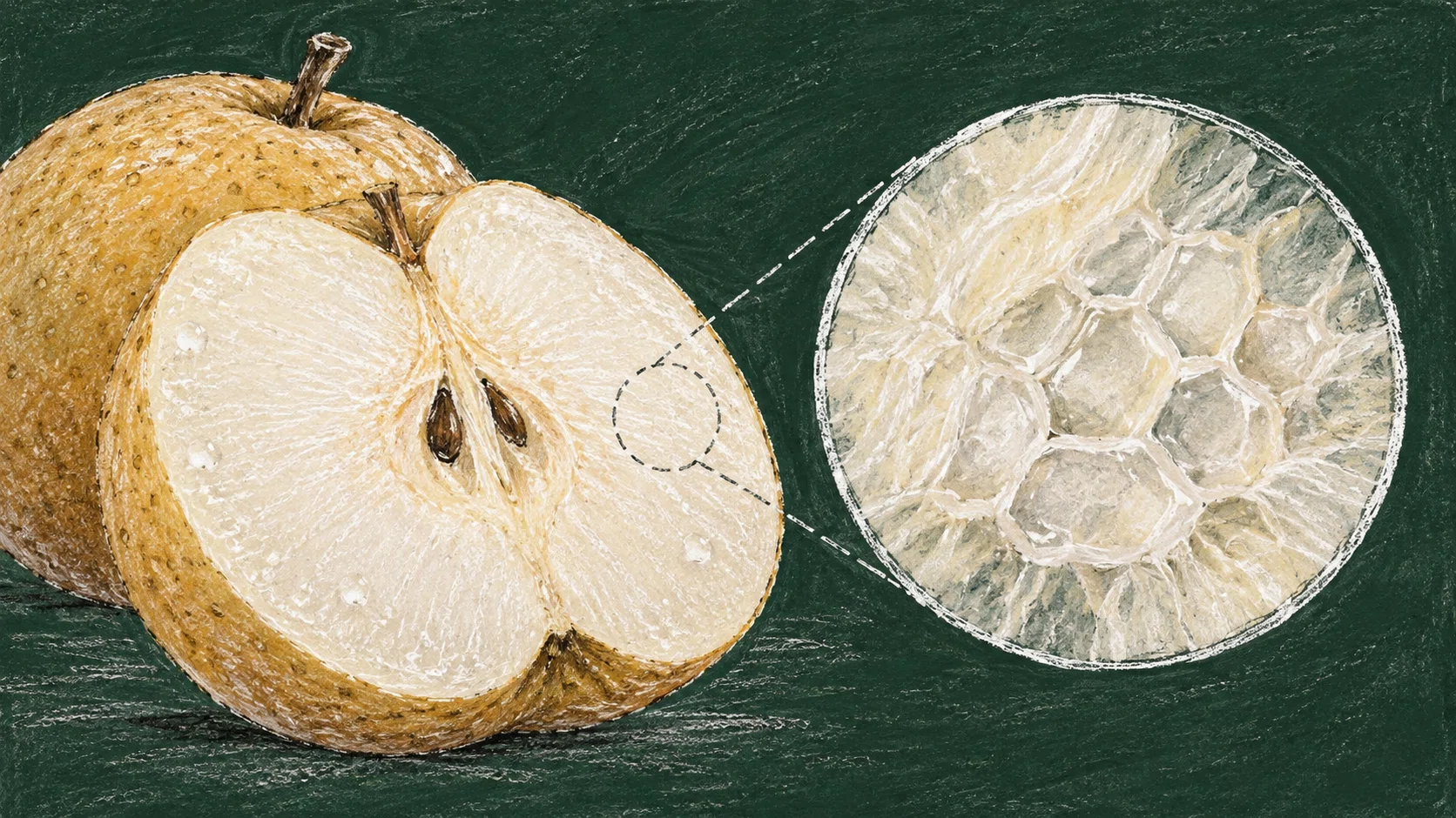 [Food Observation Series] No. 7 Pear | The White Fruit Holding Water｜食材 ...