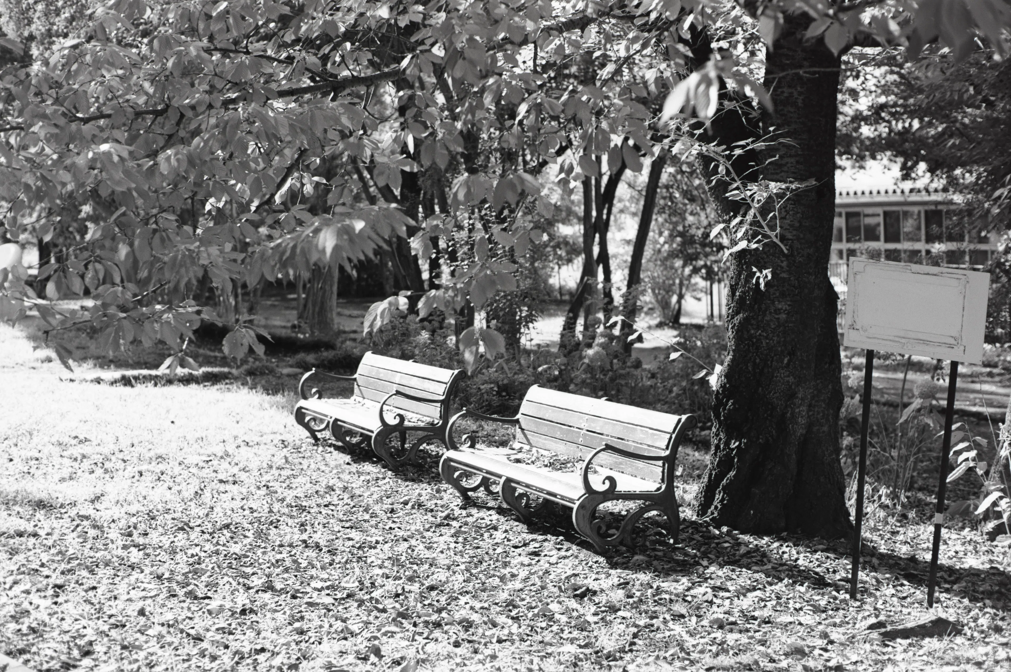 [Example] About the film called ASTRUM FN-64｜峰海なまこ