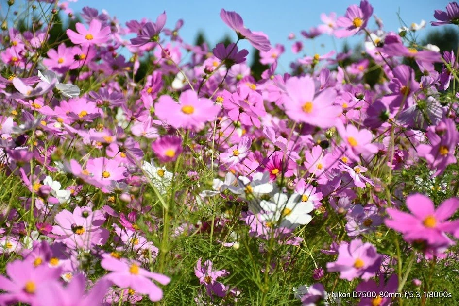 Comparing Numbers Backround My DSLR after a long time. I tried comparing shots in a cosmos field ...