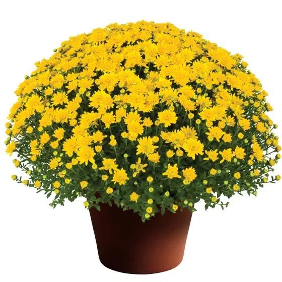 How to grow Belgian Mums purchased in October｜氣楽理