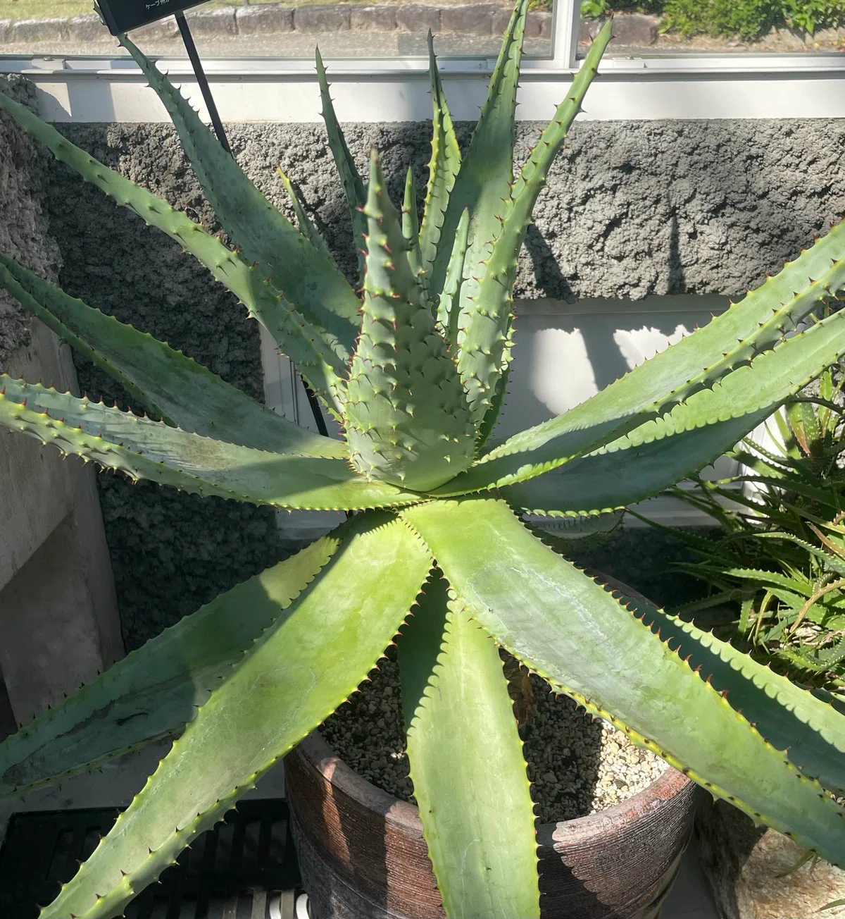 [Higashiyama Botanical Gardens] Kacho no Mai, Onikirimaru, and Plants ...