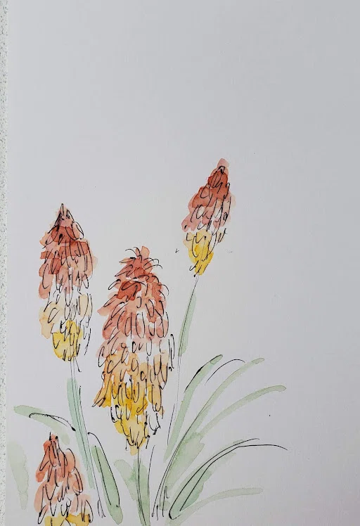 [October 8] Flower 🌸 Torch Lily (Red Hot Poker) 🌸 Illustration drawn in ...