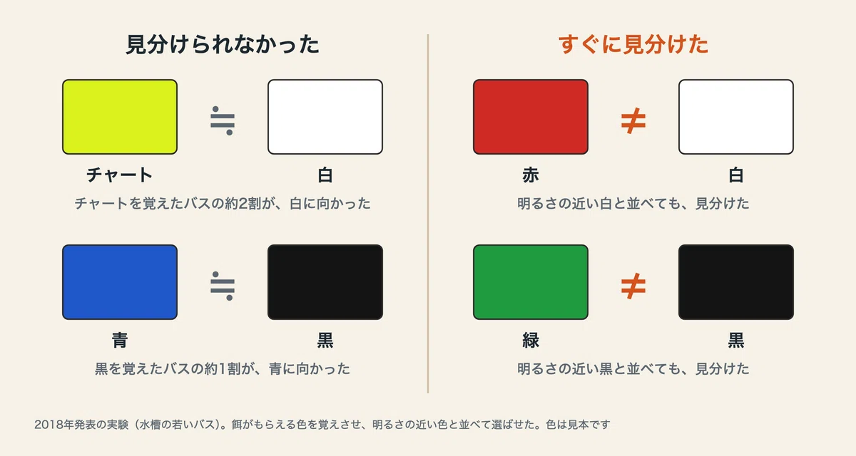 [Black Bass Ecology Series] Eyes | Can Bass See Color?｜バスハンター先生