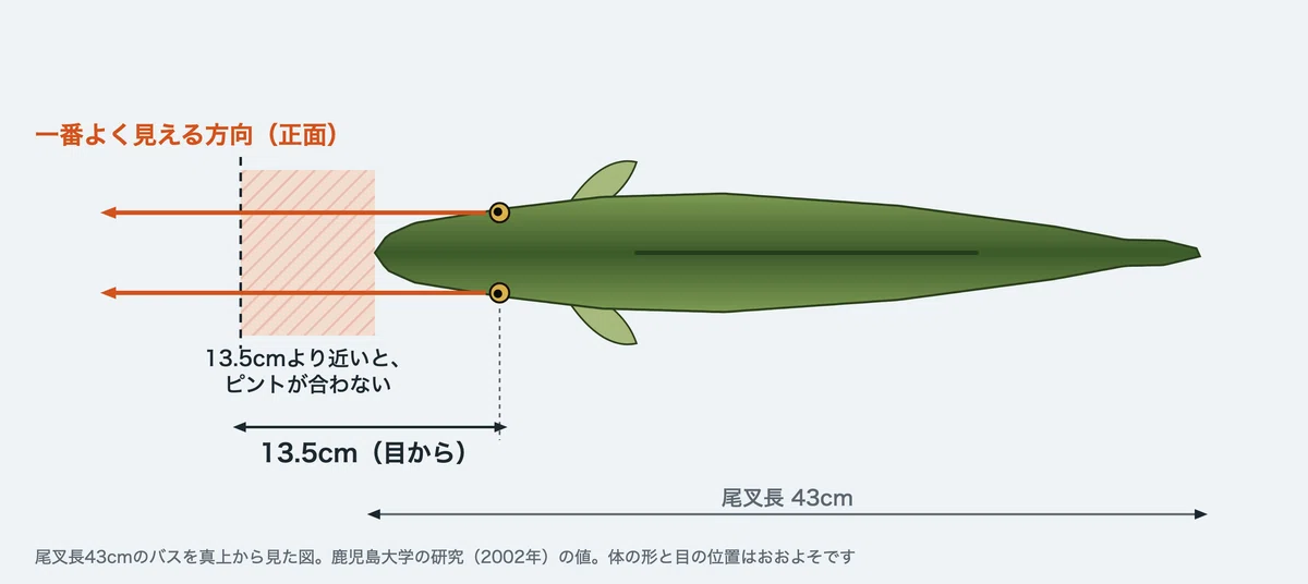 [Black Bass Ecology Series] Eyes | Can Bass See Color?｜バスハンター先生