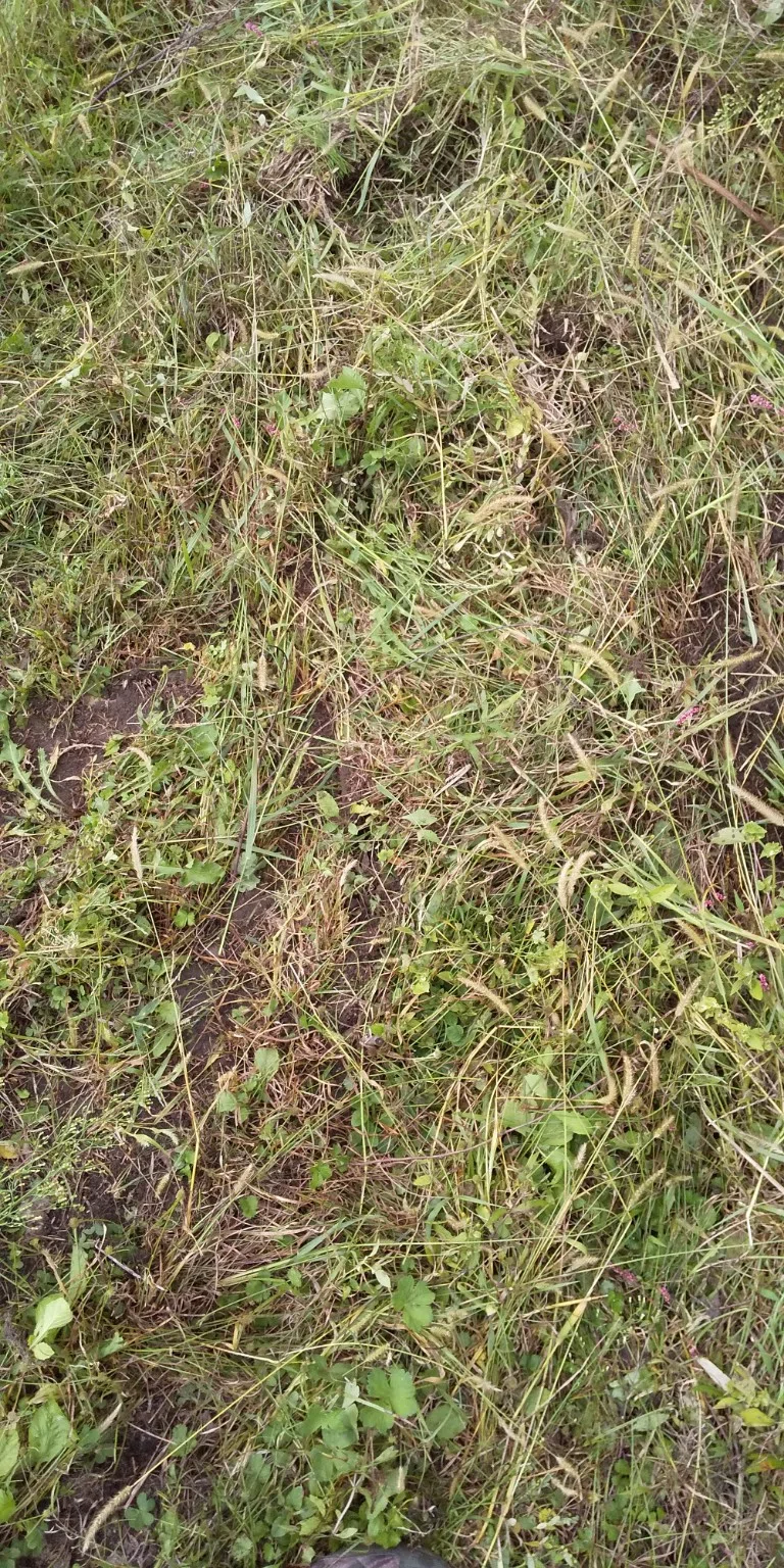 [Home Gardening/Cultivation Record] Mowing is also an important farm ...