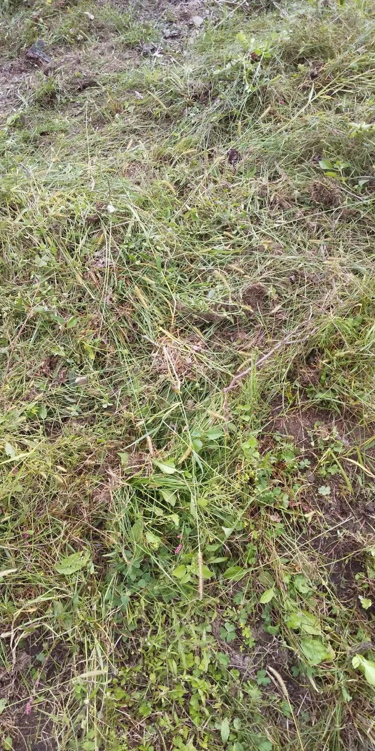[Home Gardening/Cultivation Record] Mowing is also an important farm ...