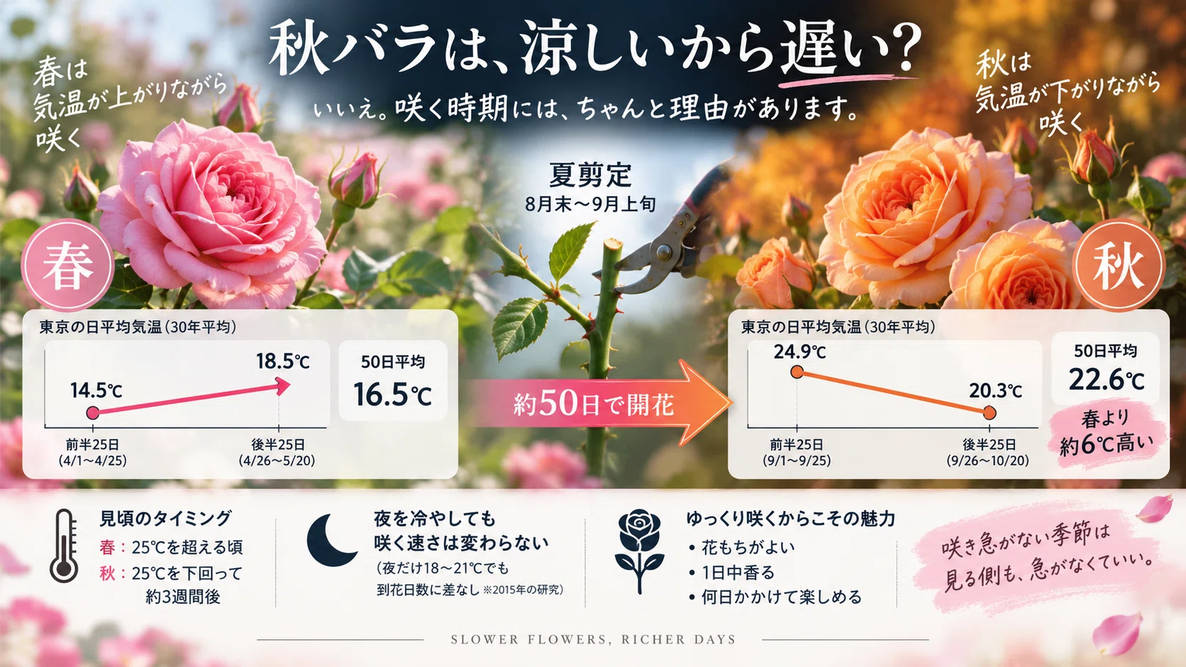 How are autumn roses different from spring roses? | A discussion on ...