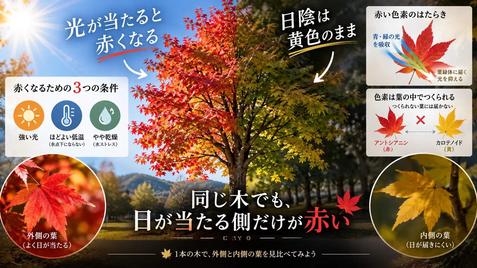Why do leaves turn red or yellow? | Things to know before going to see ...