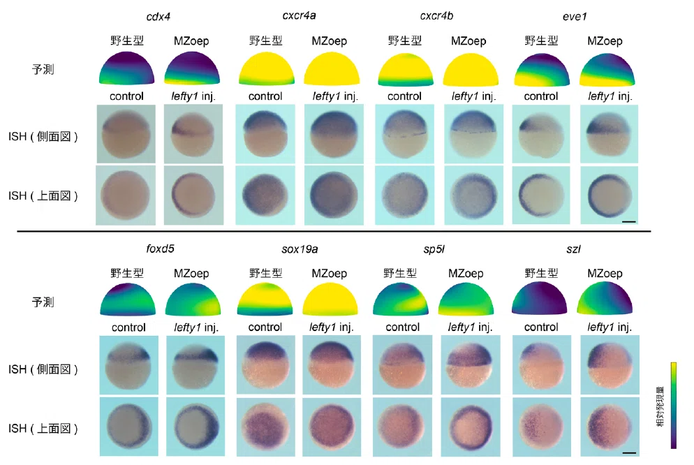 Can we identify a cell's 'location' even without a master plan ...