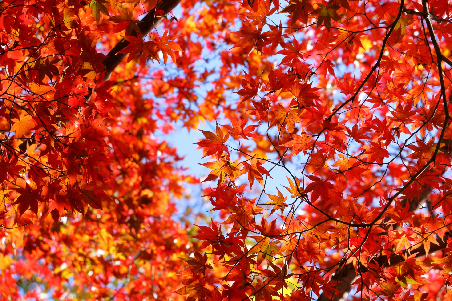 Measures against dry throat, nose, and skin in autumn. 