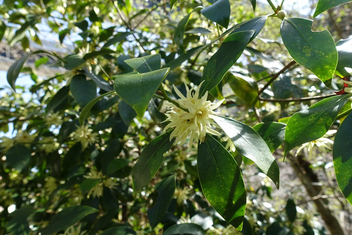 [Part 5] Observing 50 types of trees on Mt. Takao and taking a hop ...