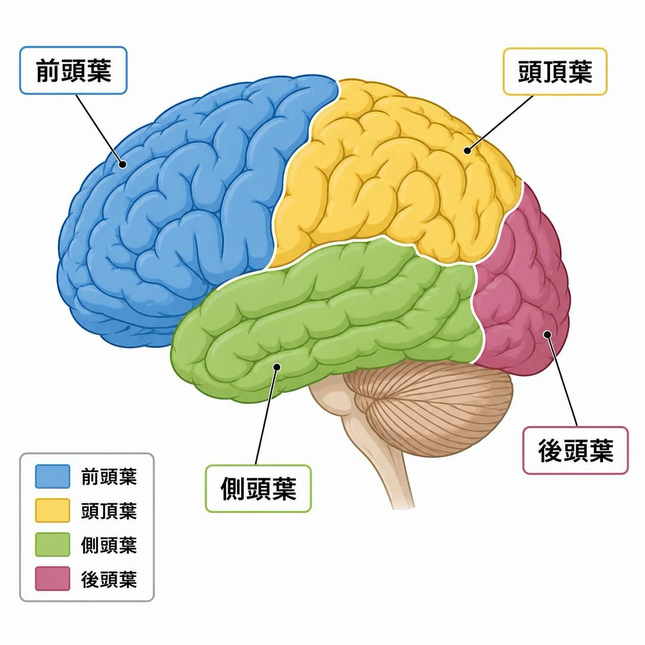 For new nurses who struggle with brain anatomy: Brain regions and ...