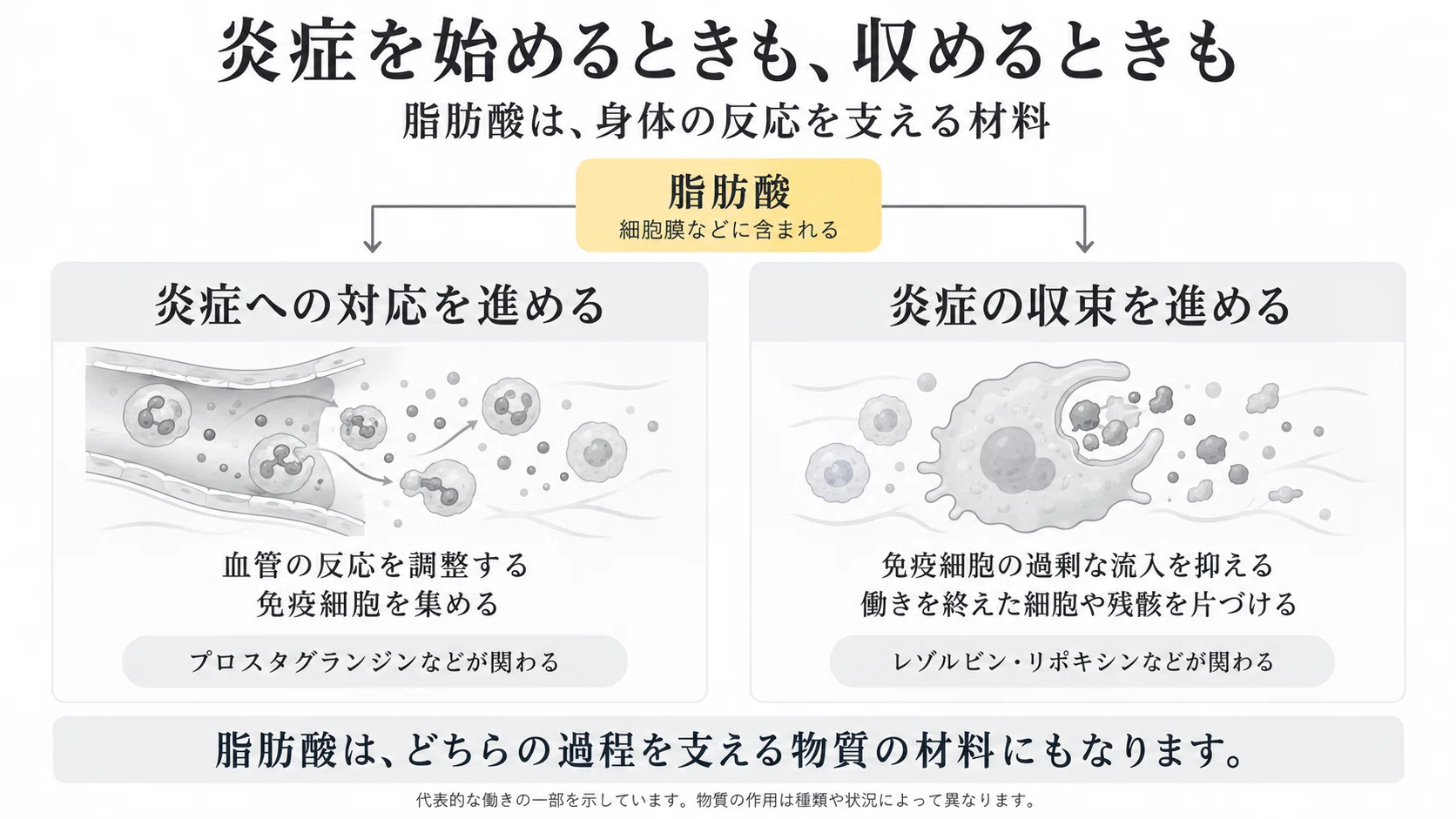 What Do Fats Do in the Body? Thinking Through Cell Membranes, Immunity ...