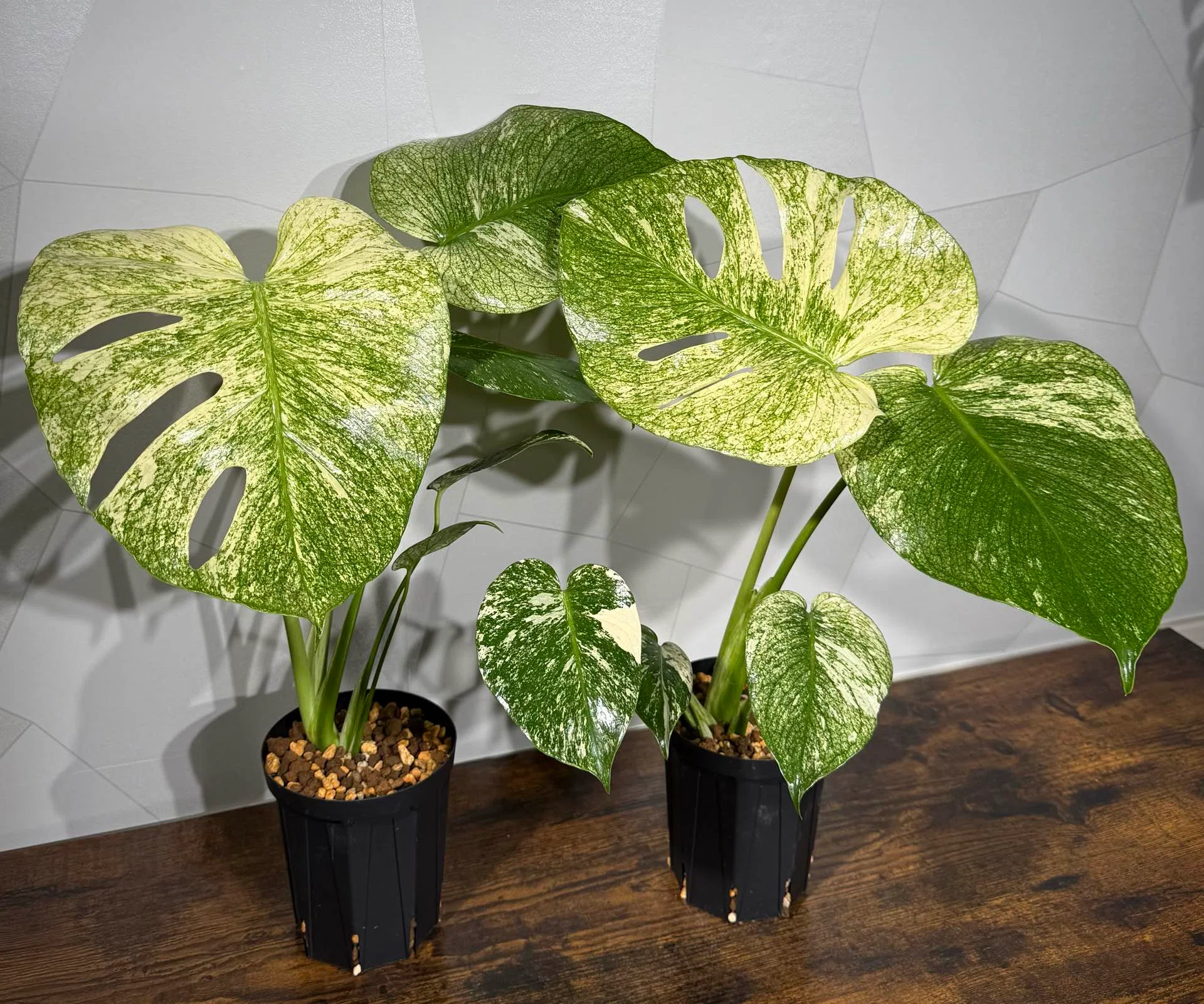 斑入りモンステラの斑の種類｜初心者の方にもおすすめの選び方🌿｜tascraft