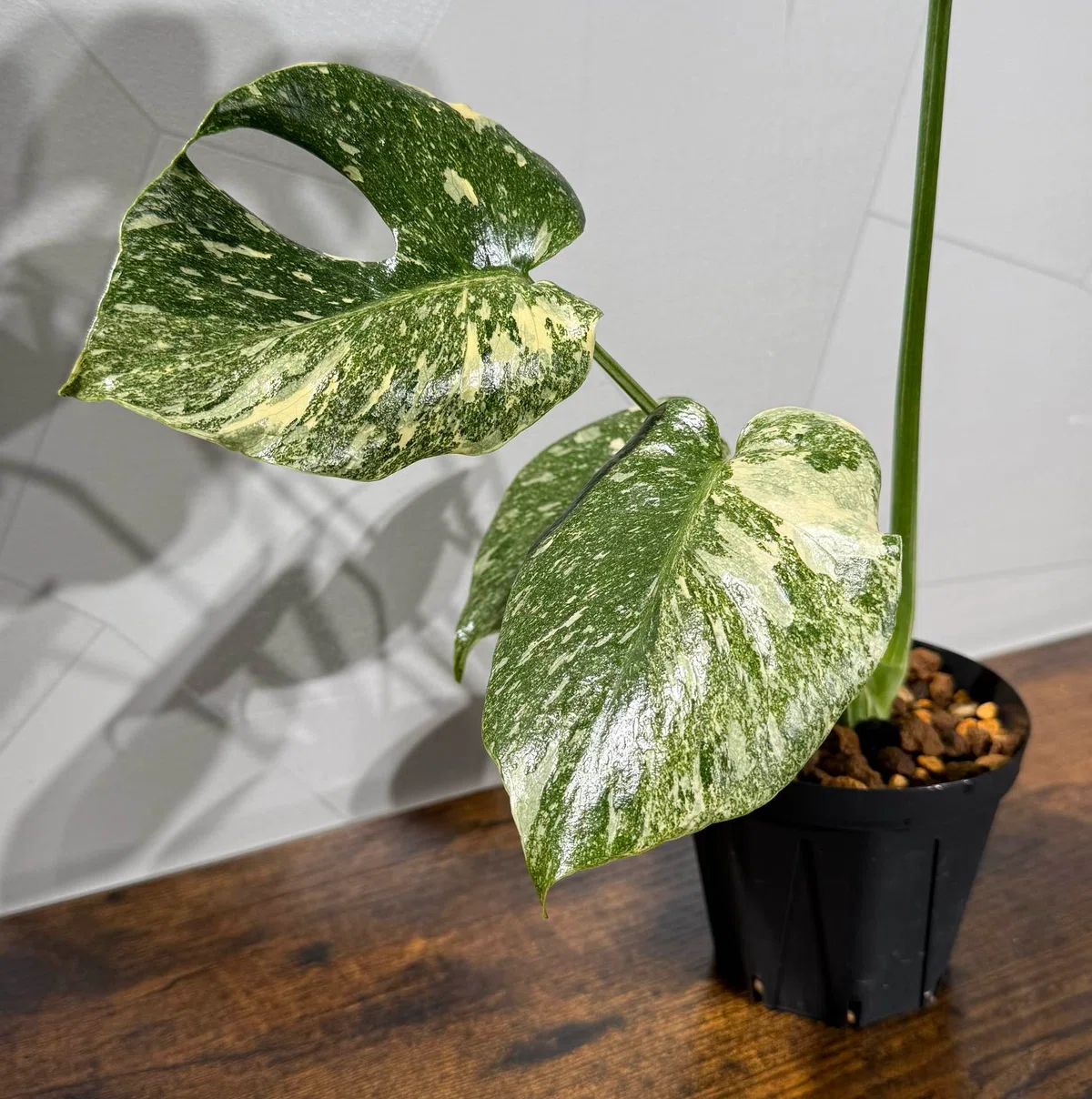 Variegada Monstera Types of Variegation in Variegated Monsteras | How to Choose ...