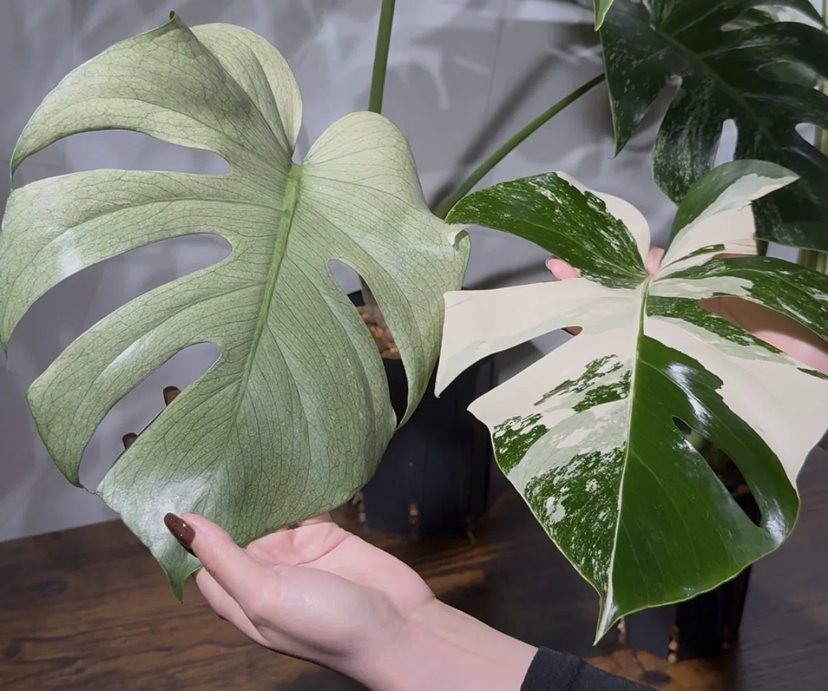 Types of Variegation in Variegated Monsteras | How to Choose ...