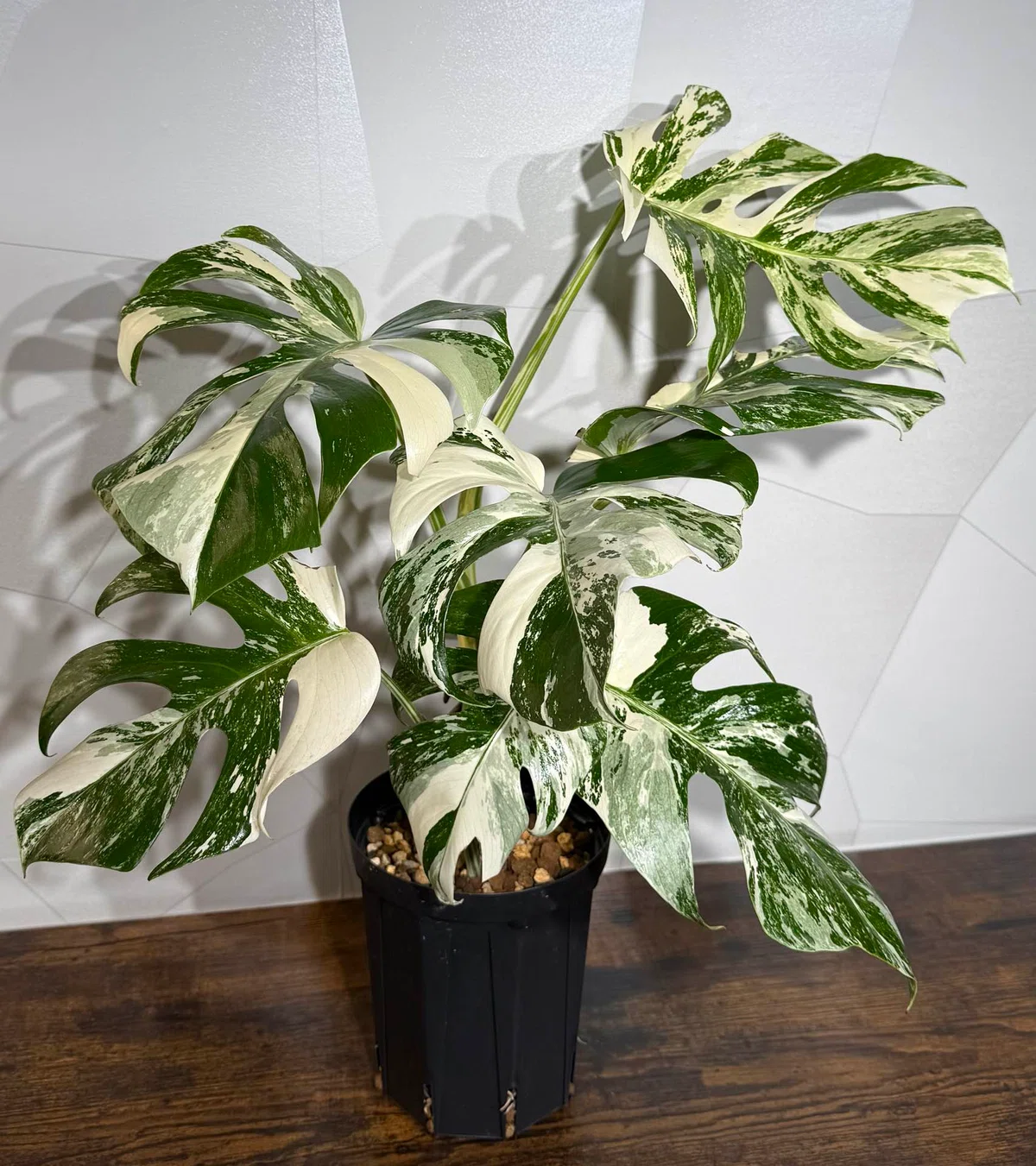 Variegada Monstera Types of Variegation in Variegated Monsteras | How to Choose ...