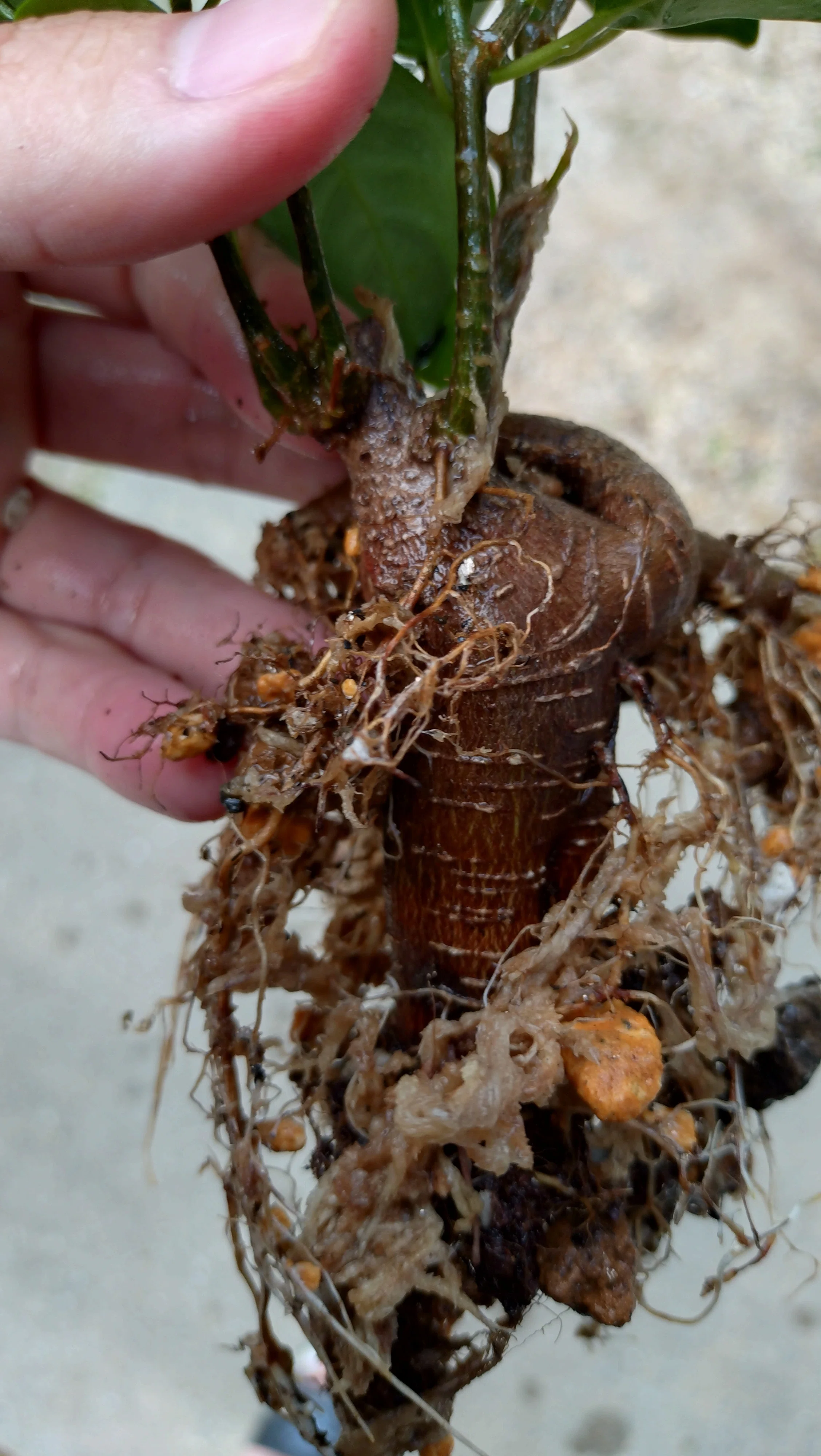 Increasing Banyan Aerial Roots Part 4｜Carne