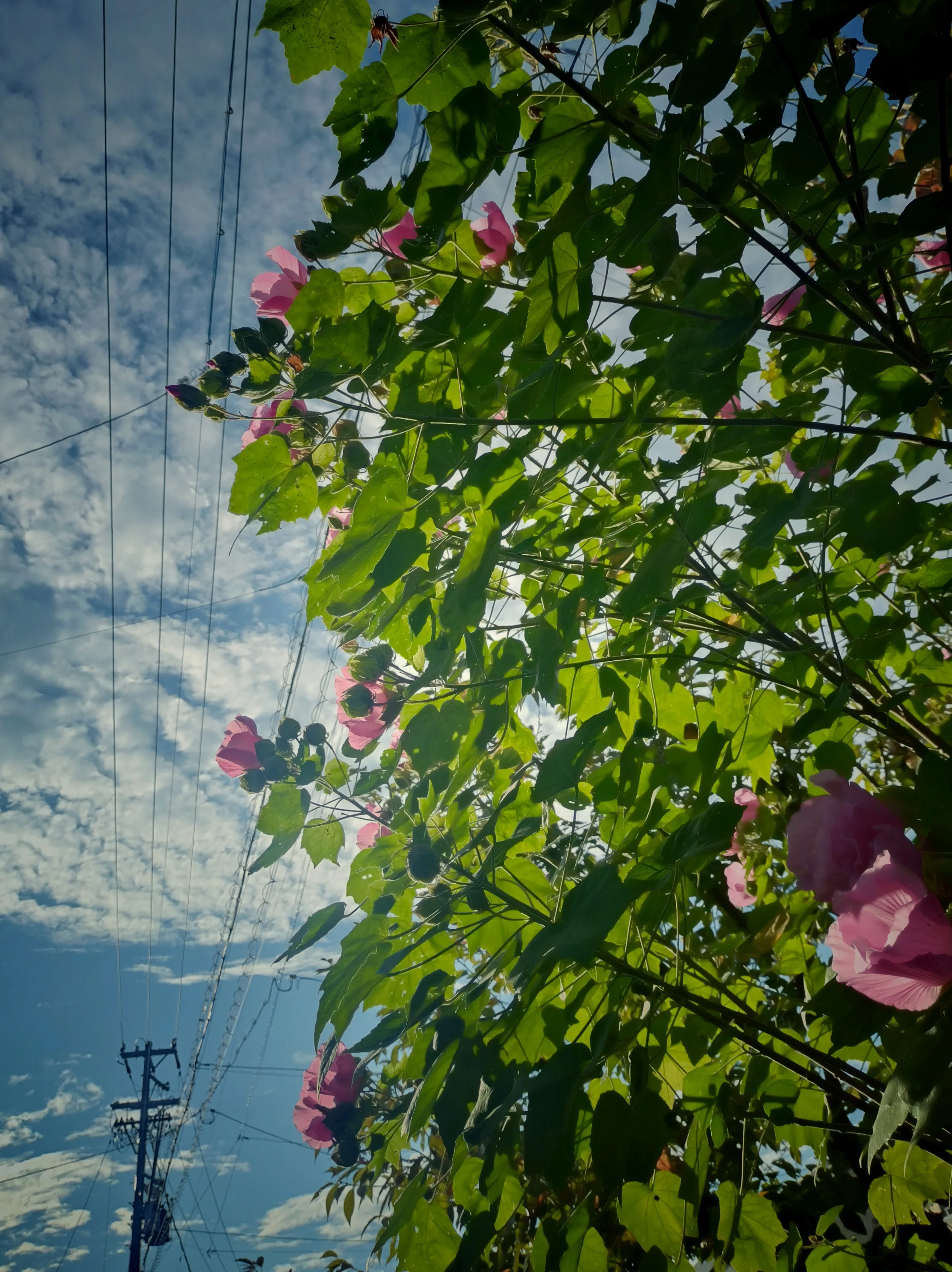 [Conversation History] #006 Sniffling.｜雨見 読