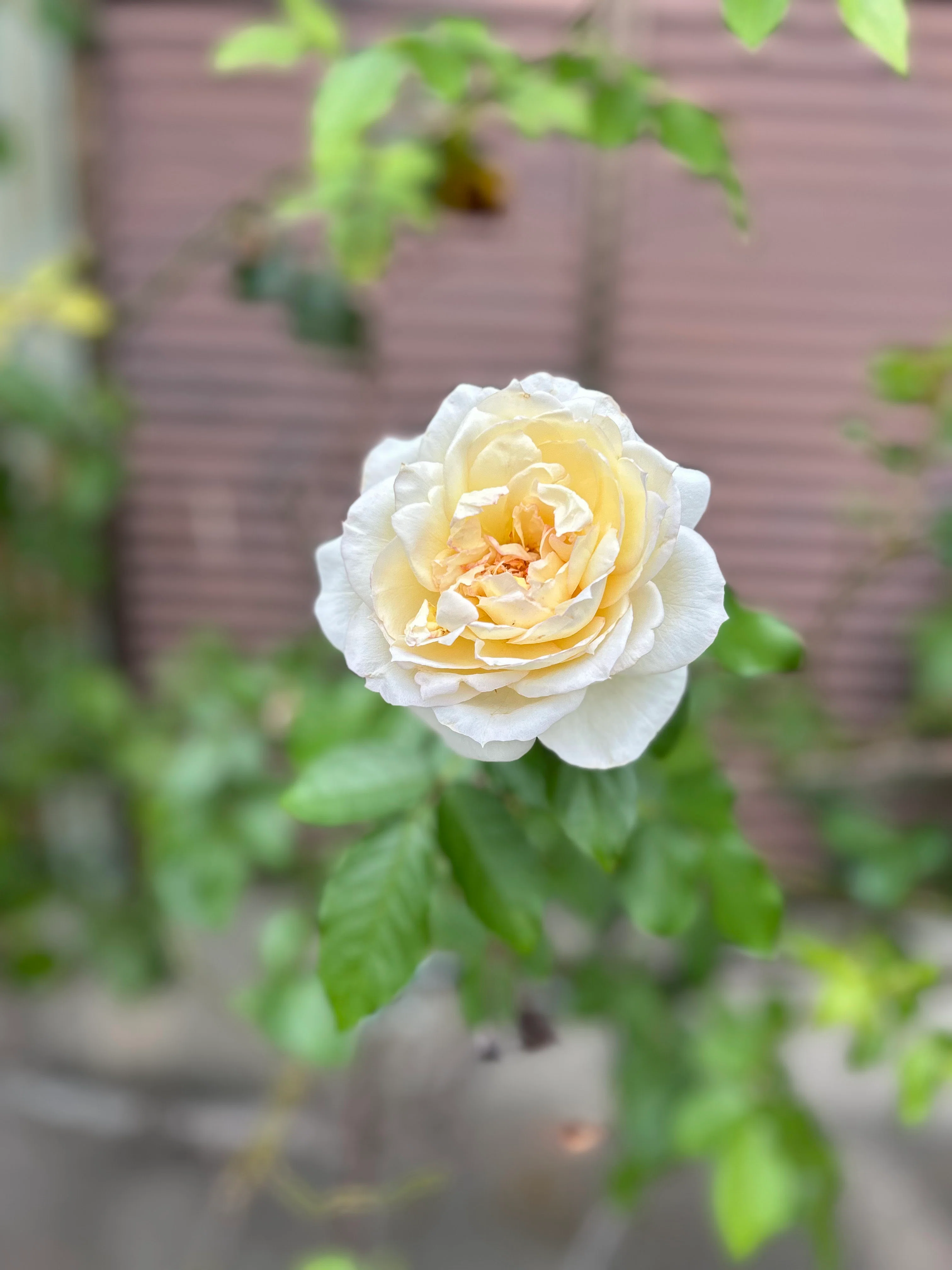 A path where I paused. A 'double-flowered white rose' bathed in soft ...
