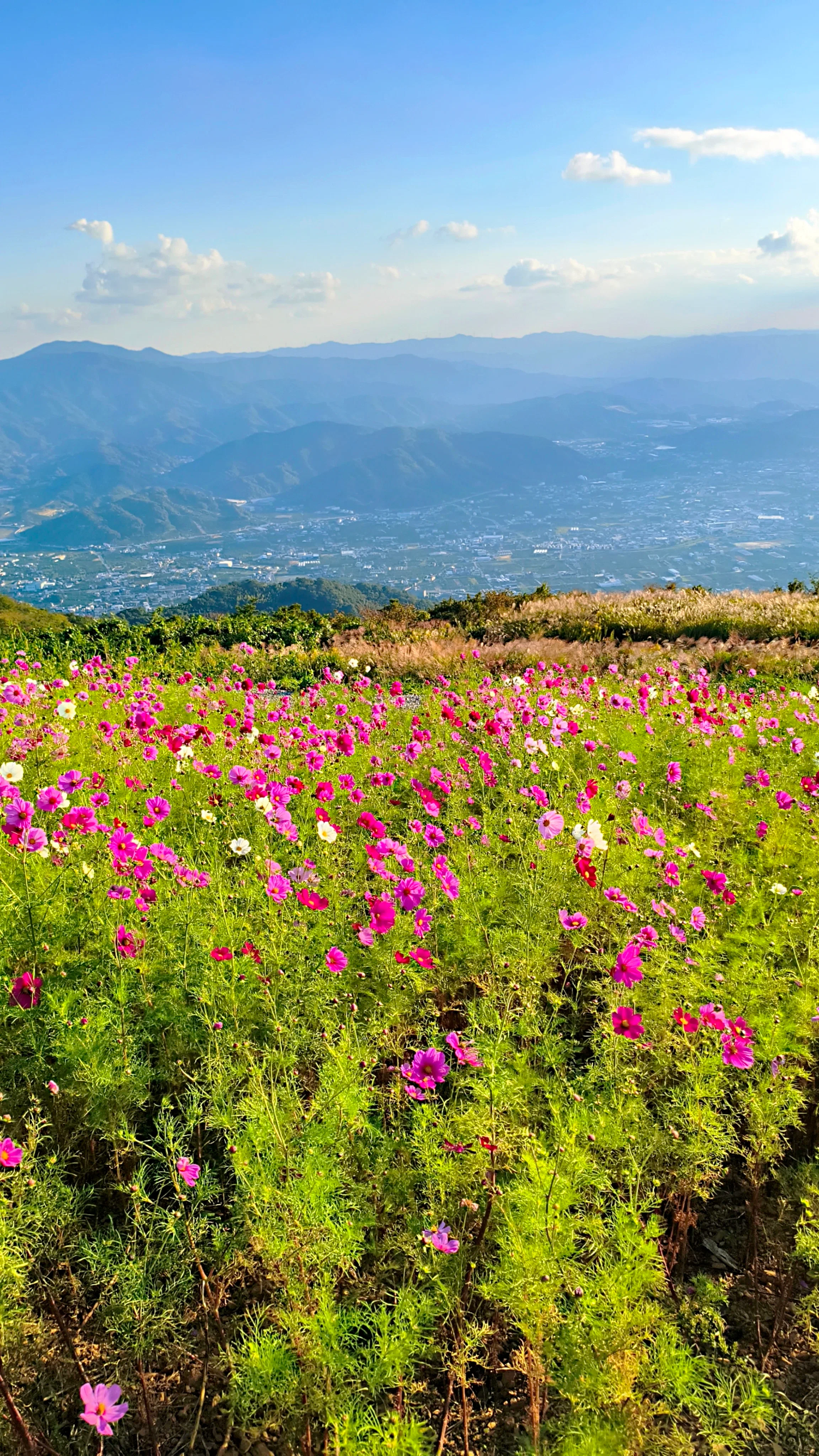 I went to the mountains to see the cosmos. I packed my laptop ...