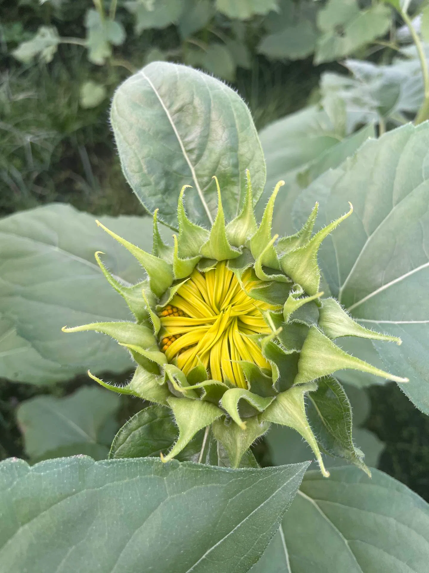 Temporary Closure Tomorrow Morning, 10/14] Harvesting Golden