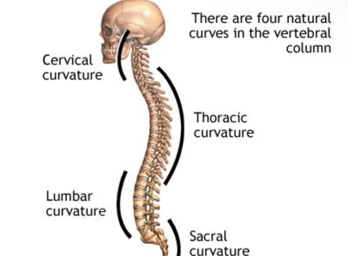 [Explained by a Physical Therapist] Is hunchback really bad posture ...