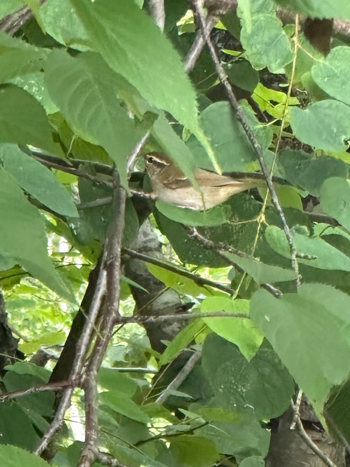 [Utonai Wild Bird Log Part 1] Small birds that visit our 480-tsubo ...