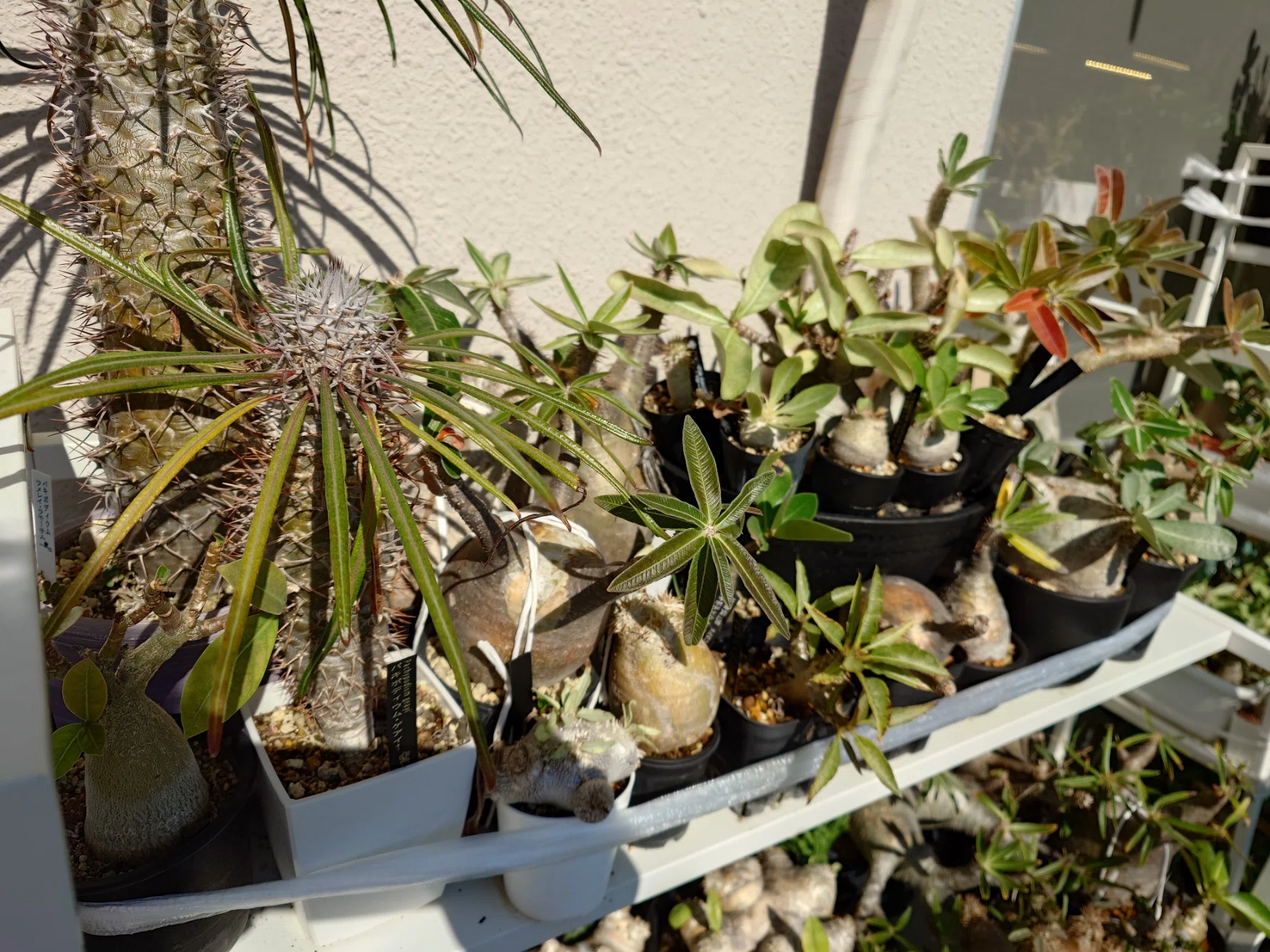 Pachypodium shelf, started winter preparations｜choko