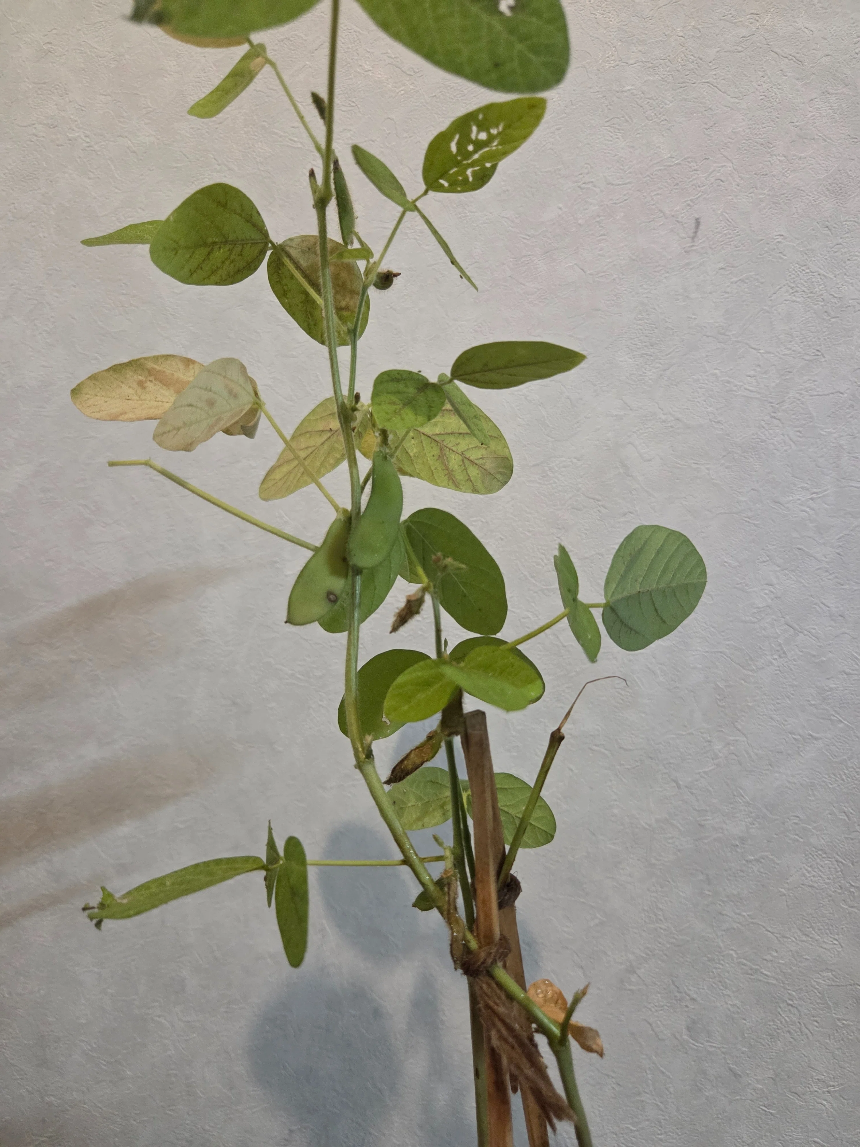 Edamame Newsletter (Part 2) - Devastation, Yet One Pod Remains｜チアプル