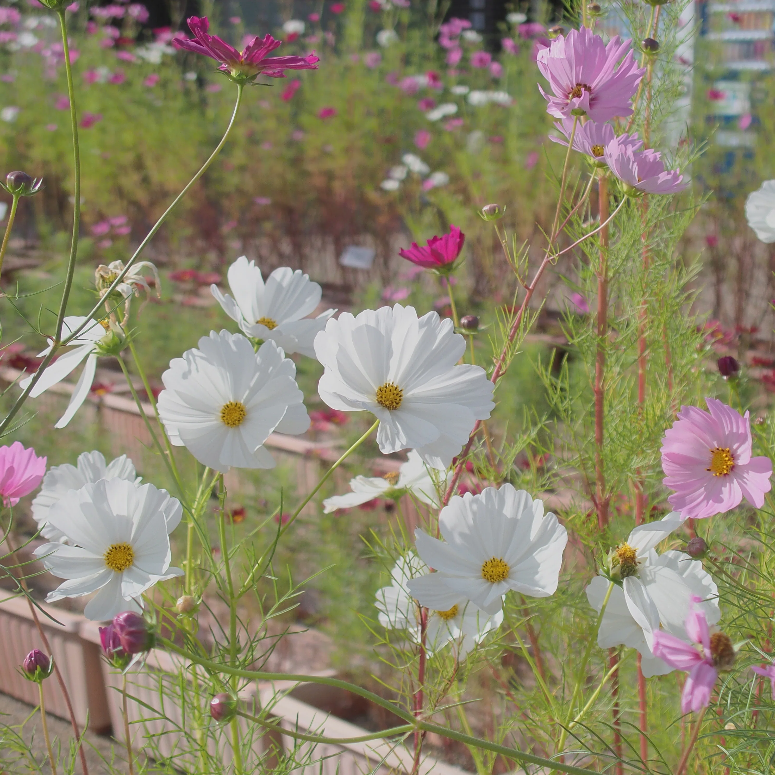 Stylus1s｜アルバム】10/14定点観測@京都府立植物園（コスモス多め