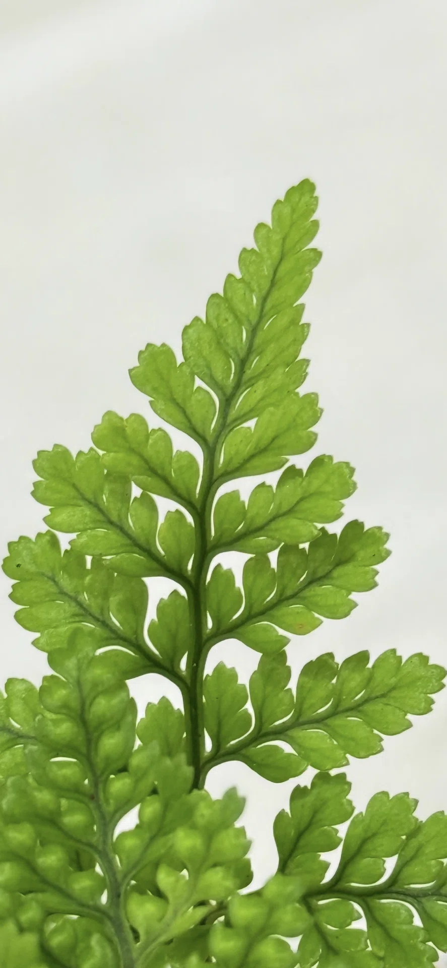 Humata Fern 『토키와시노부(상록넉줄고사리)』 콤팩트하게 잎의 디자인을 즐기기에 최적인 식물|EGGSEED