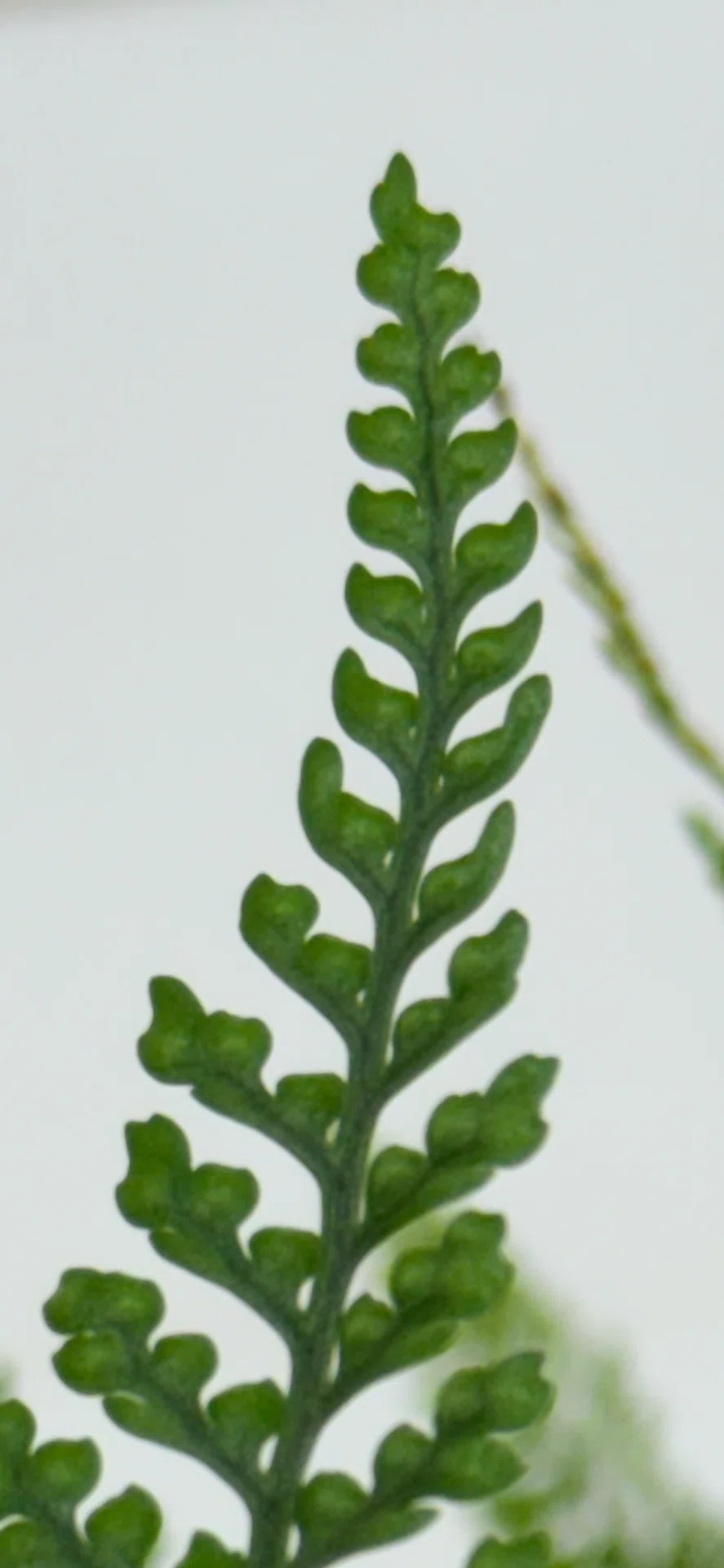 Humata Fern Tokiwa Shinobu: The Perfect Plant for Enjoying Compact Leaf Design|EGGSEED
