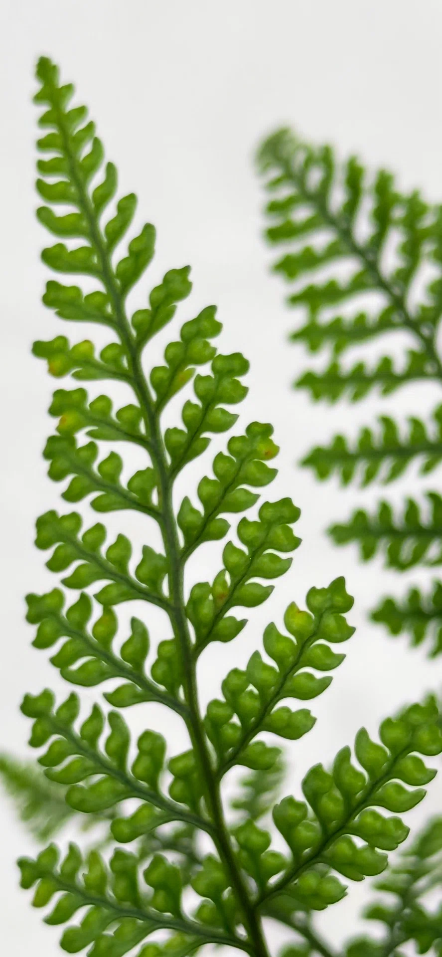 Humata Fern Tokiwa Shinobu: The Perfect Plant for Enjoying Compact Leaf Design|EGGSEED