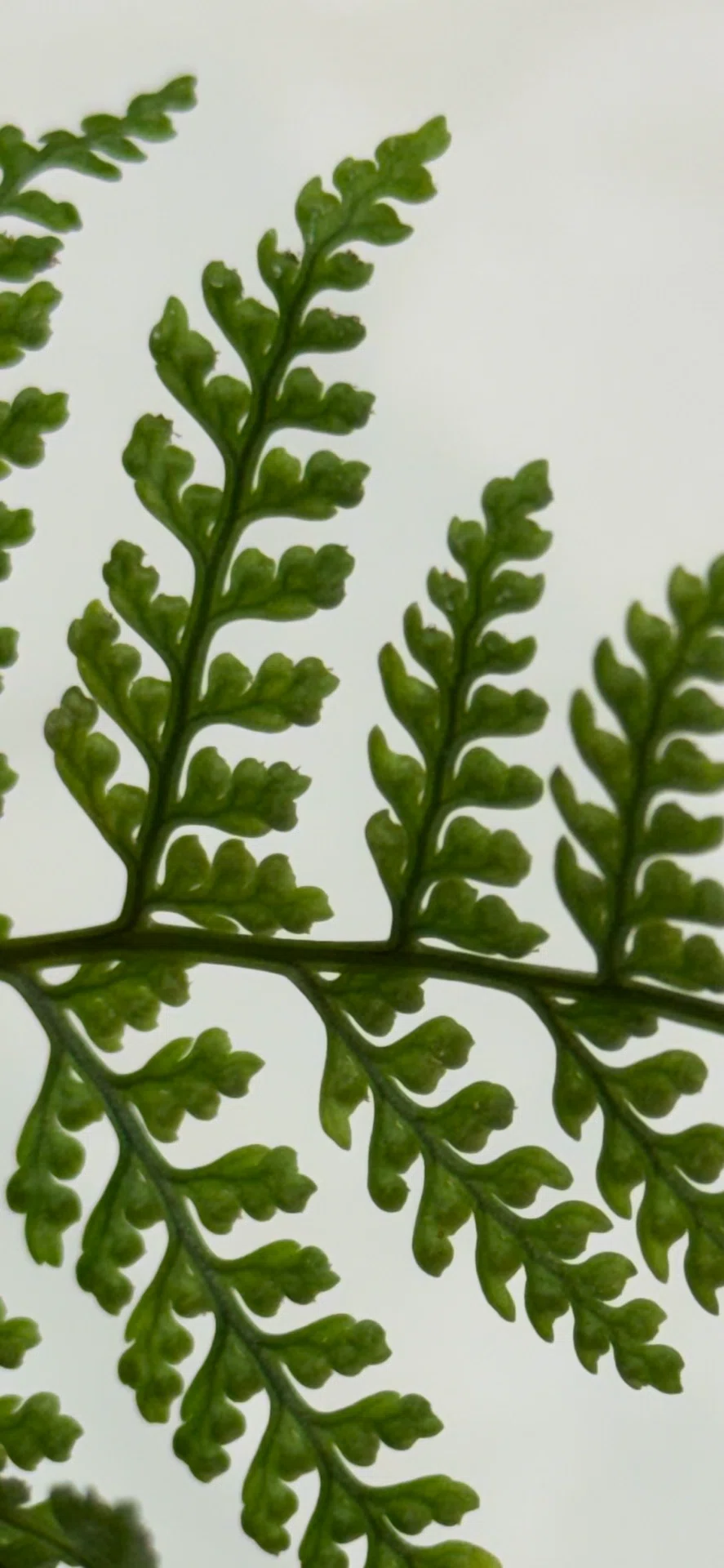 Humata Fern Tokiwa Shinobu: The Perfect Plant for Enjoying Compact Leaf Design|EGGSEED