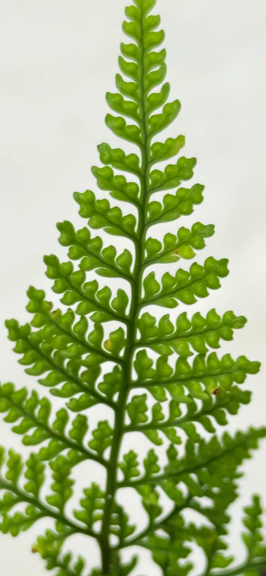 Humata Fern 『토키와시노부(상록넉줄고사리)』 콤팩트하게 잎의 디자인을 즐기기에 최적인 식물|EGGSEED