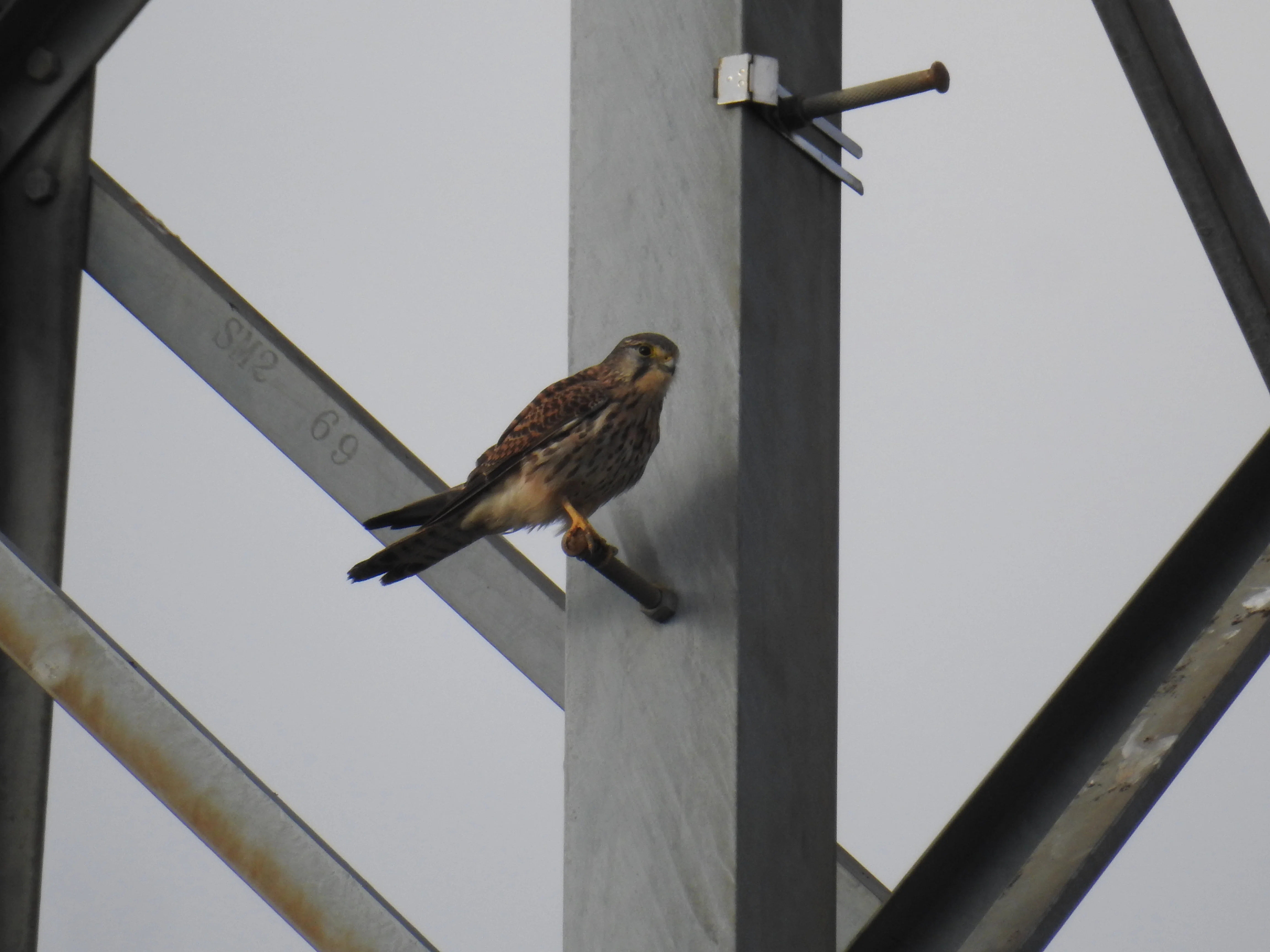 Bird Log! 2026.10.15｜Sad