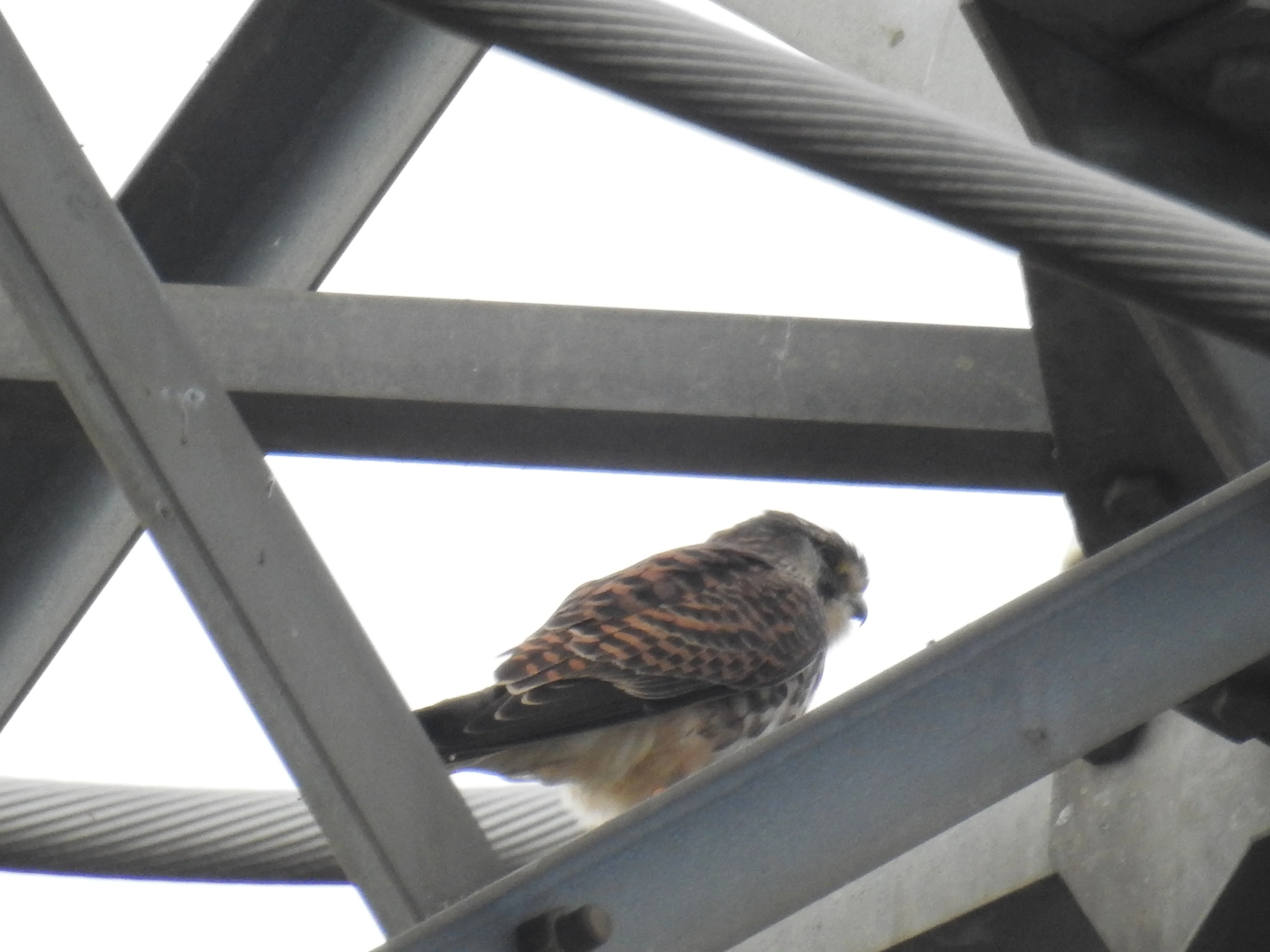 Bird Log! 2026.10.15｜Sad