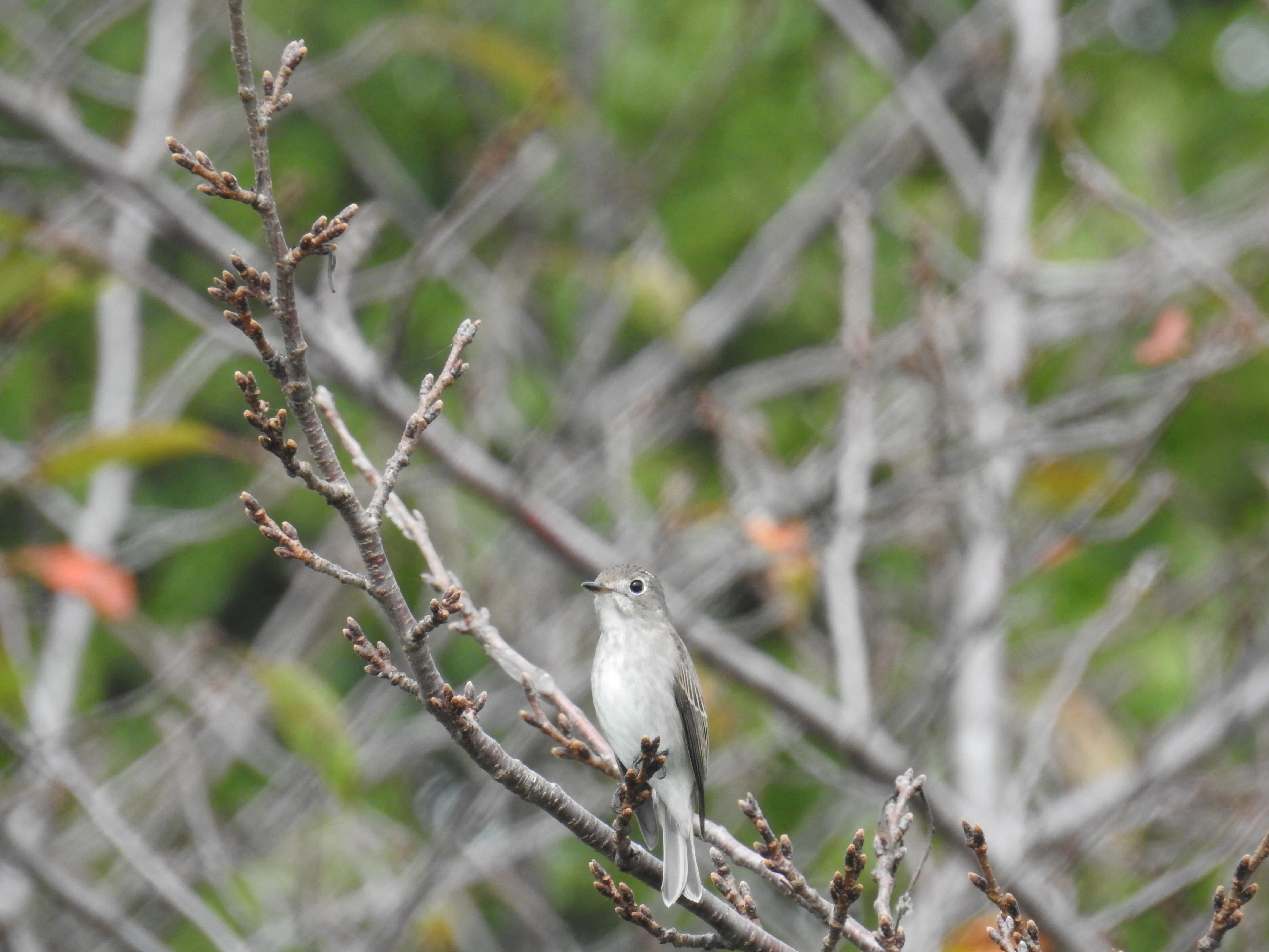 Bird Log! 2026.10.15｜Sad