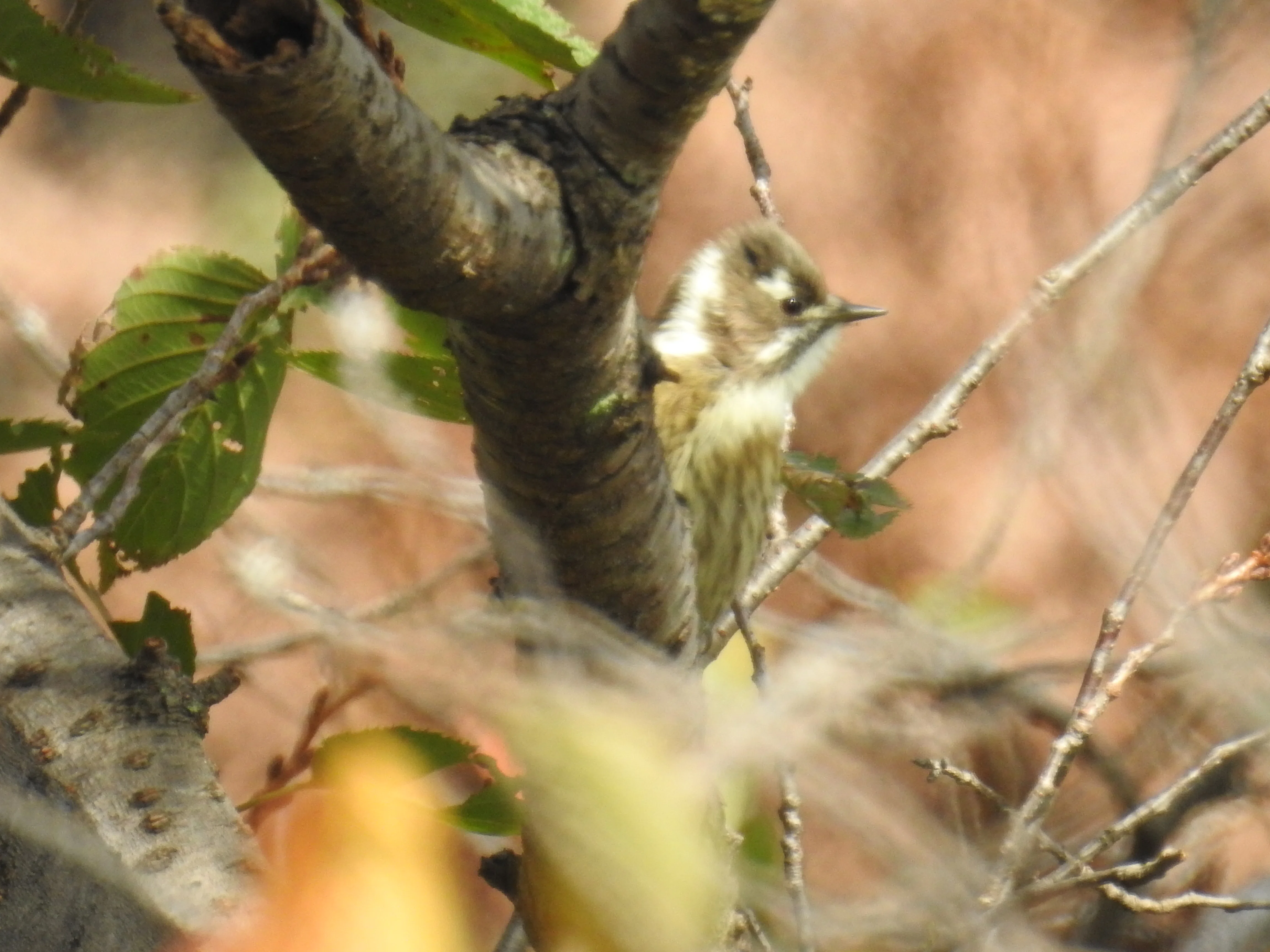 Bird Log! 2026.10.15｜Sad